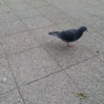 名城公園の鳩