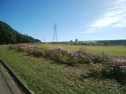 庄内緑地の花