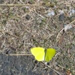 黄色い蝶々