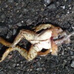カエルの交通事故