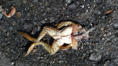 カエルの交通事故