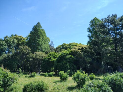 庄内緑地公園マラソン