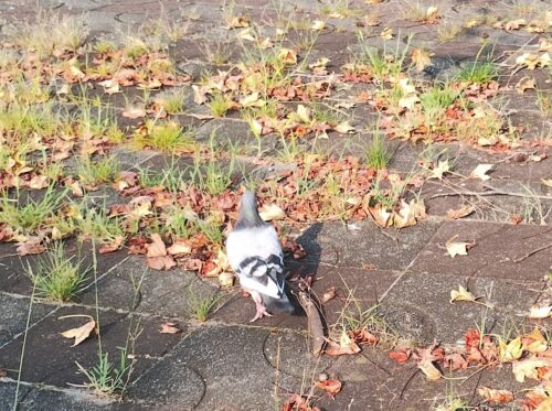 鳩