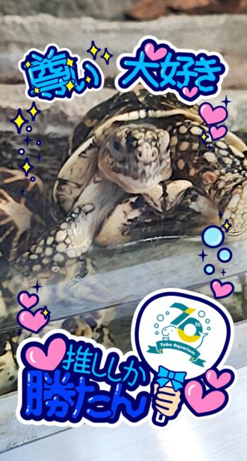 亀さん