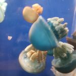 鳥羽水族館クラゲ