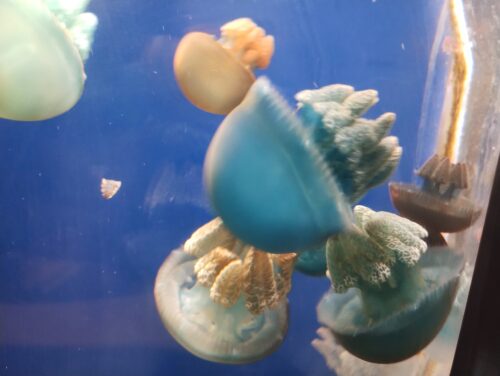 鳥羽水族館クラゲ