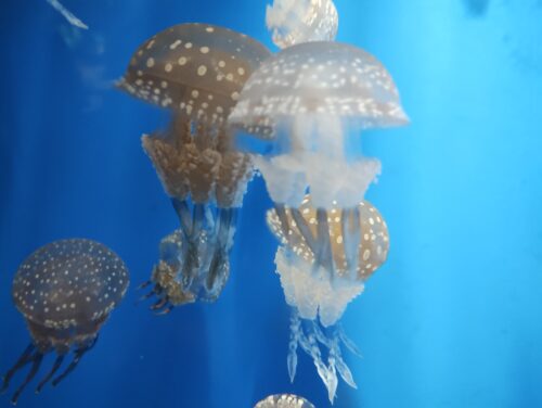 鳥羽水族館クラゲ