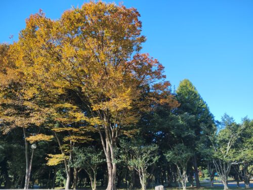 庄内緑地秋季スポーツ祭典