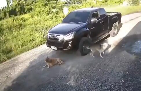 車が犬を殺害