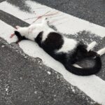 殺された猫