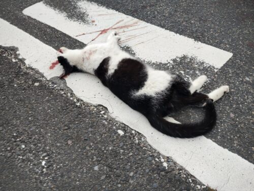 殺された猫